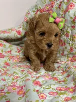 Sissy, a female Maltipoo and Poodle - Toy  for sale in Peculiar, MO – 4 of 7
