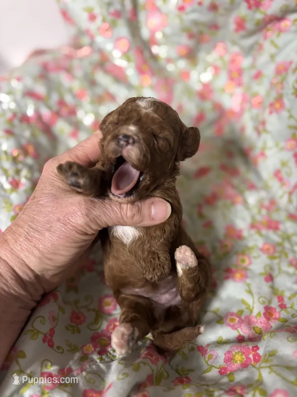 Cherry – Cavapoo, Poodle - Toy  puppy for sale in Peculiar, MO