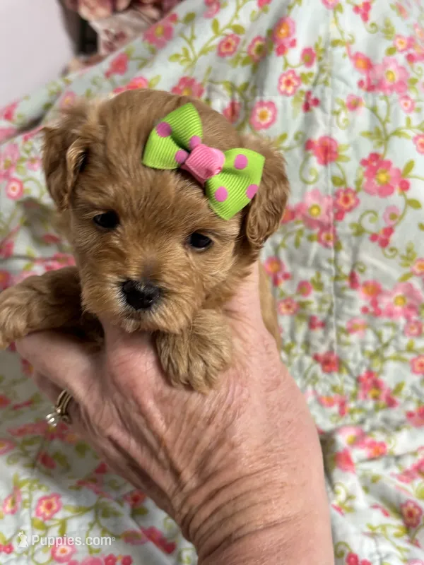 Sissy – Maltipoo, Poodle - Toy  puppy for sale in Peculiar, MO