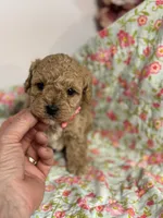 Stanley, a male Maltipoo and Poodle - Toy  for sale in Peculiar, MO – 2 of 8
