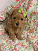 Sissy, a female Maltipoo and Poodle - Toy  for sale in Peculiar, MO – 2 of 7