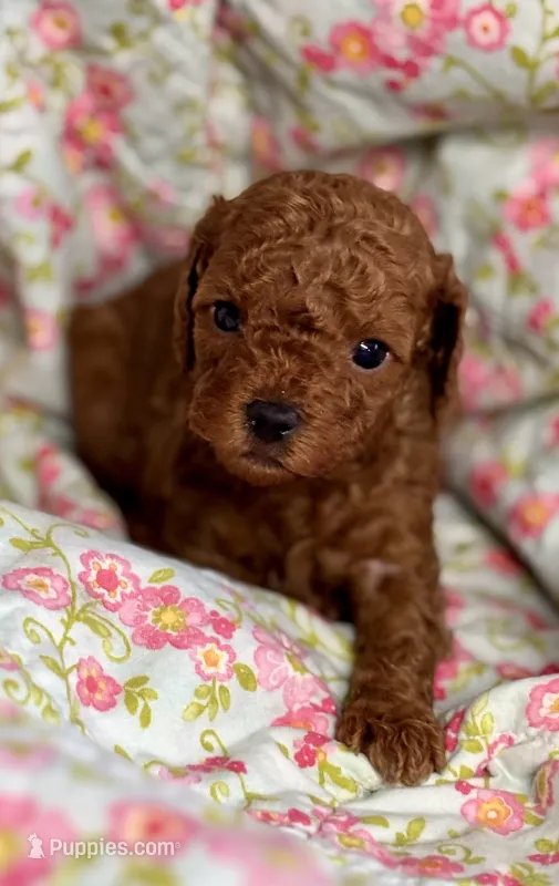 Cody – Cavapoo, Poodle - Toy  puppy for sale in Peculiar, MO
