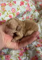Gabby, a female Poodle - Toy  for sale in Peculiar, MO – 4 of 4
