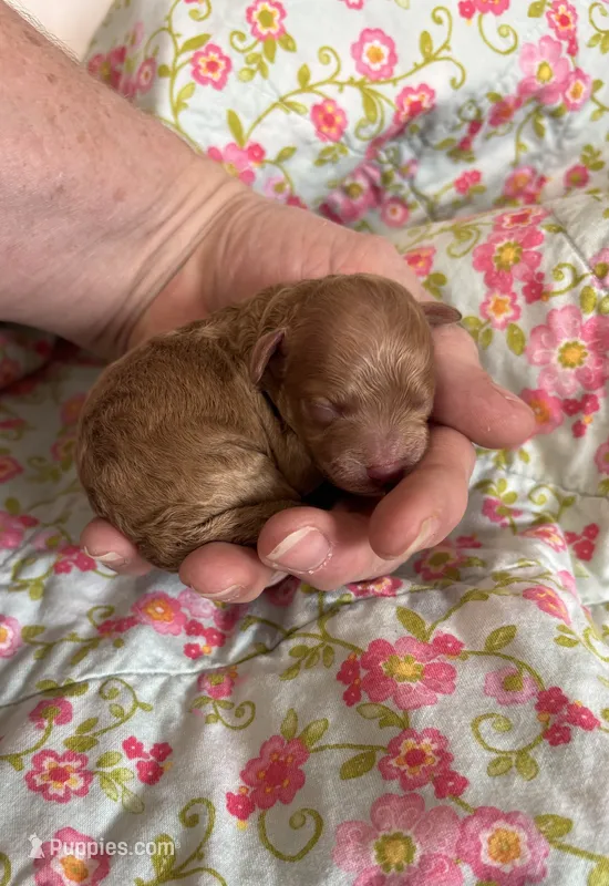 Gabriel – Poodle - Toy  puppy for sale in Peculiar, MO