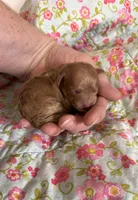 Gabriel, a male Poodle - Toy  for sale in Peculiar, MO – 1 of 4