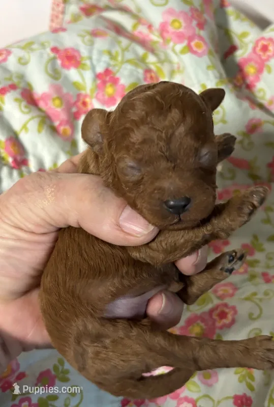 Chip – Cavapoo, Poodle - Toy  puppy for sale in Peculiar, MO