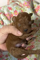 Chip, a male Cavapoo and Poodle - Toy  for sale in Peculiar, MO – 1 of 4