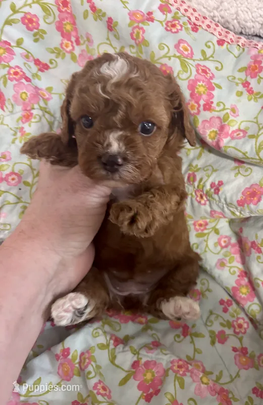 Cherry – Cavapoo, Poodle - Toy  puppy for sale in Peculiar, MO