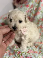 Edward, a male Maltipoo and Poodle - Toy  for sale in Peculiar, MO – 7 of 9
