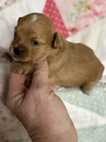 Sissy, a female Maltipoo and Poodle - Toy  for sale in Peculiar, MO – 4 of 6