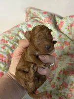Chip, a male Cavapoo and Poodle - Toy  for sale in Peculiar, MO – 3 of 4