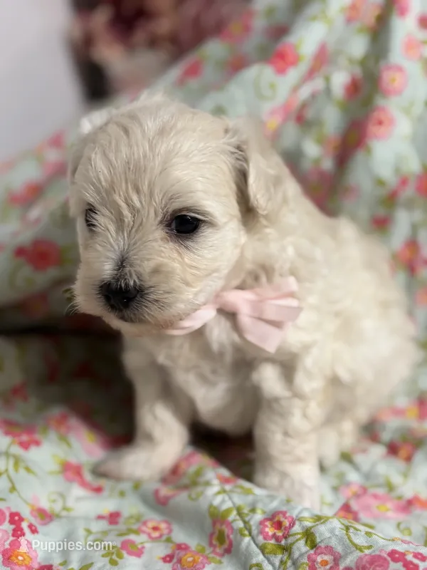 Edward – Maltipoo, Poodle - Toy  puppy for sale in Peculiar, MO