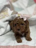 Naomi, a female Cavapoo for sale in Peculiar, MO – Photo 5 of 9