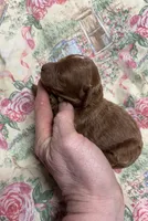 Naomi, a female Cavapoo for sale in Peculiar, MO – Photo 7 of 9