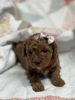 Naomi, a female Cavapoo for sale in Peculiar, MO – Photo 3 of 9