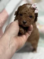 Naomi, a female Cavapoo for sale in Peculiar, MO – Photo 2 of 9