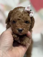 Naomi, a female Cavapoo for sale in Peculiar, MO – Photo 1 of 9