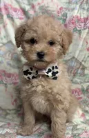 processed/8559f838-76f9-4326-af81-502b912478eb/listing/3589d69a-880d-4e5b-81cc-9d6ac418fa25/510b7e56-ddb8-4a82-ae8f-e099da436420