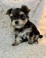 Carter, a male Morkie for sale in Peculiar, MO – Photo 6 of 8