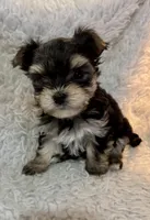 Carter, a male Morkie for sale in Peculiar, MO – Photo 1 of 8