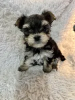 Carter, a male Morkie for sale in Peculiar, MO – Photo 8 of 8