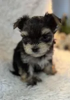 Carter, a male Morkie for sale in Peculiar, MO – Photo 3 of 8