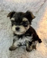 Carter, a male Morkie for sale in Peculiar, MO – Photo 7 of 8