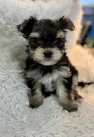 Carter, a male Morkie for sale in Peculiar, MO – Photo 4 of 8