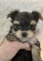 Carter, a male Morkie for sale in Peculiar, MO – Photo 2 of 8