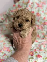 Stanley, a male Maltipoo and Poodle - Toy  for sale in Peculiar, MO – 3 of 8