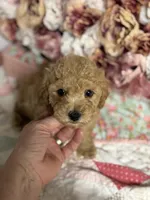 Silas, a male Maltipoo and Poodle - Toy  for sale in Peculiar, MO – 4 of 8