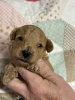 Silas, a male Maltipoo and Poodle - Toy  for sale in Peculiar, MO – 3 of 4