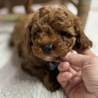 Nelson, a male Cavapoo for sale in Peculiar, MO – Photo 2 of 10
