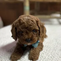 Nelson, a male Cavapoo for sale in Peculiar, MO – Photo 5 of 10