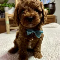 Nelson, a male Cavapoo for sale in Peculiar, MO – Photo 6 of 10