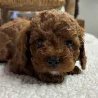 Nelson, a male Cavapoo for sale in Peculiar, MO – Photo 4 of 10