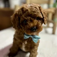 Nelson, a male Cavapoo for sale in Peculiar, MO – Photo 1 of 10