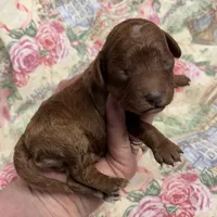 Nelson, a male Cavapoo for sale in Peculiar, MO – Photo 10 of 10