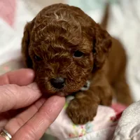 Nelson, a male Cavapoo for sale in Peculiar, MO – Photo 7 of 10