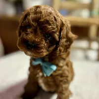 Nelson, a male Cavapoo for sale in Peculiar, MO – Photo 3 of 10