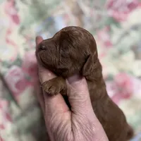 Nelson, a male Cavapoo for sale in Peculiar, MO – Photo 9 of 10