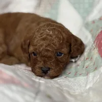 Nelson, a male Cavapoo for sale in Peculiar, MO – Photo 8 of 10