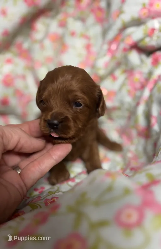 Charlie  – Cavapoo, Poodle - Toy  puppy for sale in Peculiar, MO