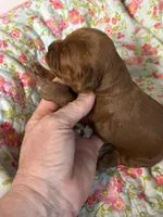 Charlie , a male Cavapoo and Poodle - Toy  for sale in Peculiar, MO – 3 of 4