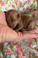 Gabriel, a male Poodle - Toy  for sale in Peculiar, MO – 4 of 4