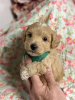 Shane, a male Maltipoo and Poodle - Toy  for sale in Peculiar, MO – 8 of 10