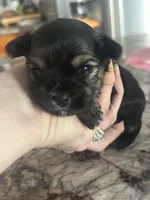Randle, a male Yorkshire Terrier and Morkie for sale in Peculiar, MO – 4 of 4