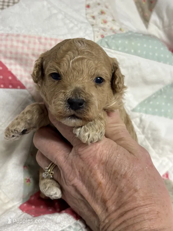 Stanley – Maltipoo, Poodle - Toy  puppy for sale in Peculiar, MO