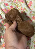 Chip, a male Cavapoo and Poodle - Toy  for sale in Peculiar, MO – 2 of 4