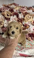 Shane, a male Maltipoo and Poodle - Toy  for sale in Peculiar, MO – 4 of 10